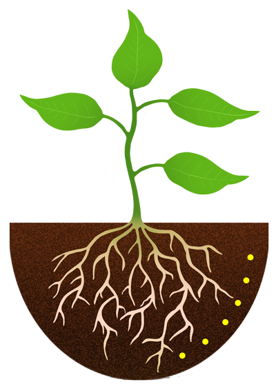 Flower With Roots Clipart