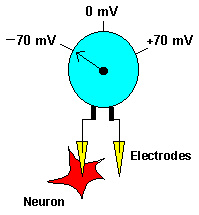 Doctors Gates: Complete neuron cell diagram