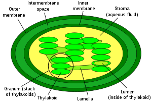 What is Photosynthesis?