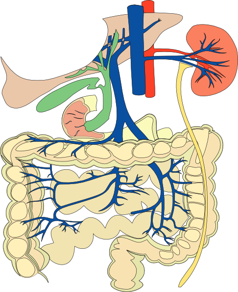Digestive Organs Medical Diagram clip art Free Vector