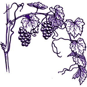 Wine grape clipart