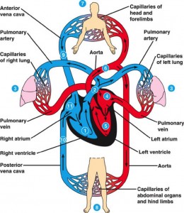 The blood circulation in the circulatory system | Science online