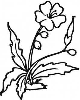 Hibiscus Flower Outline Clipart - Free to use Clip Art Resource