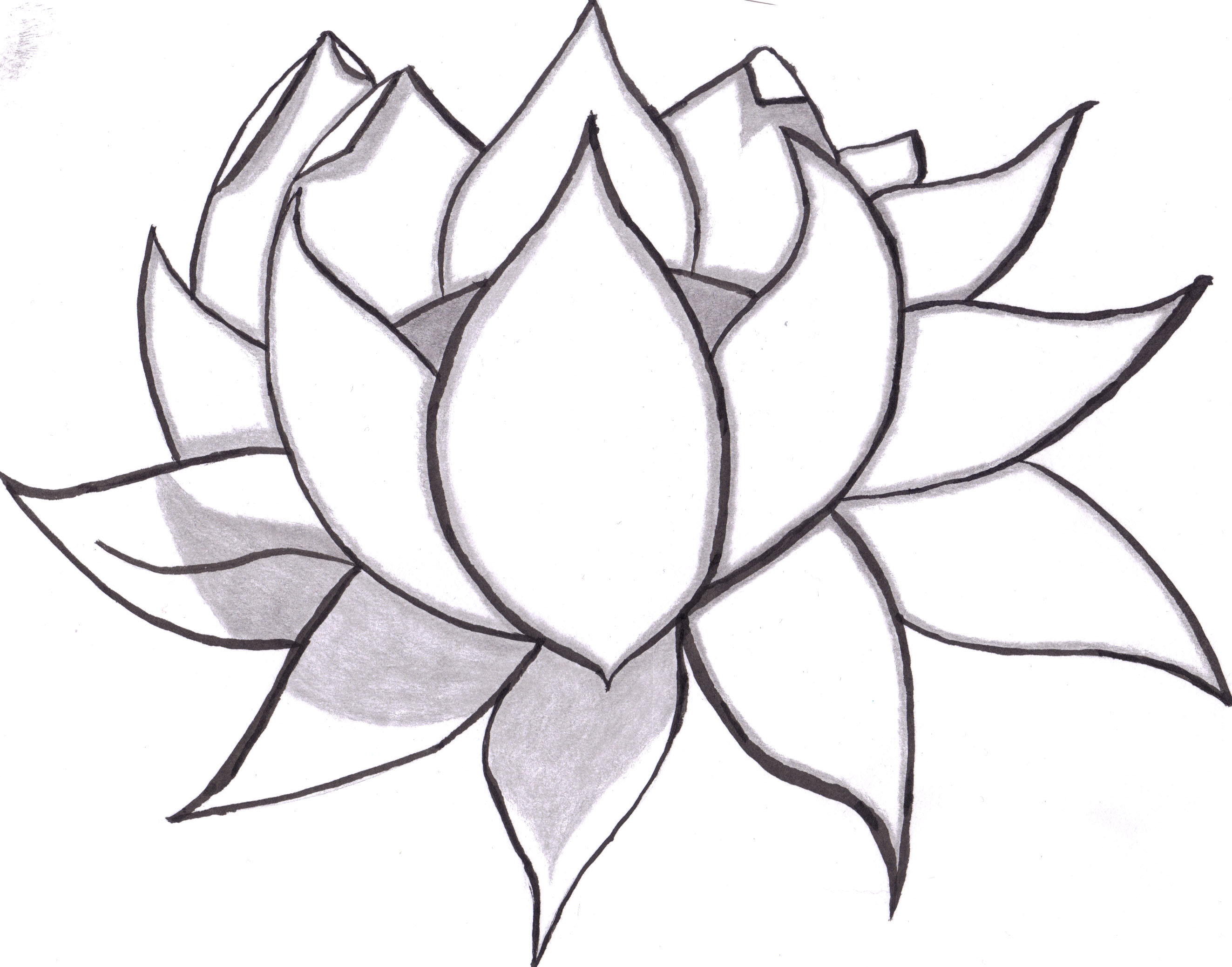 Marigold Flower Drawing Easy Sketch Coloring Page View Larger ...