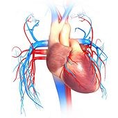 Dorsal View Of The Human Heart - ClipArt Best