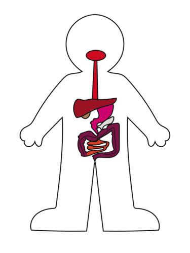 Human Body Systems Clipart by LyndsDive - Teaching Resources - TES