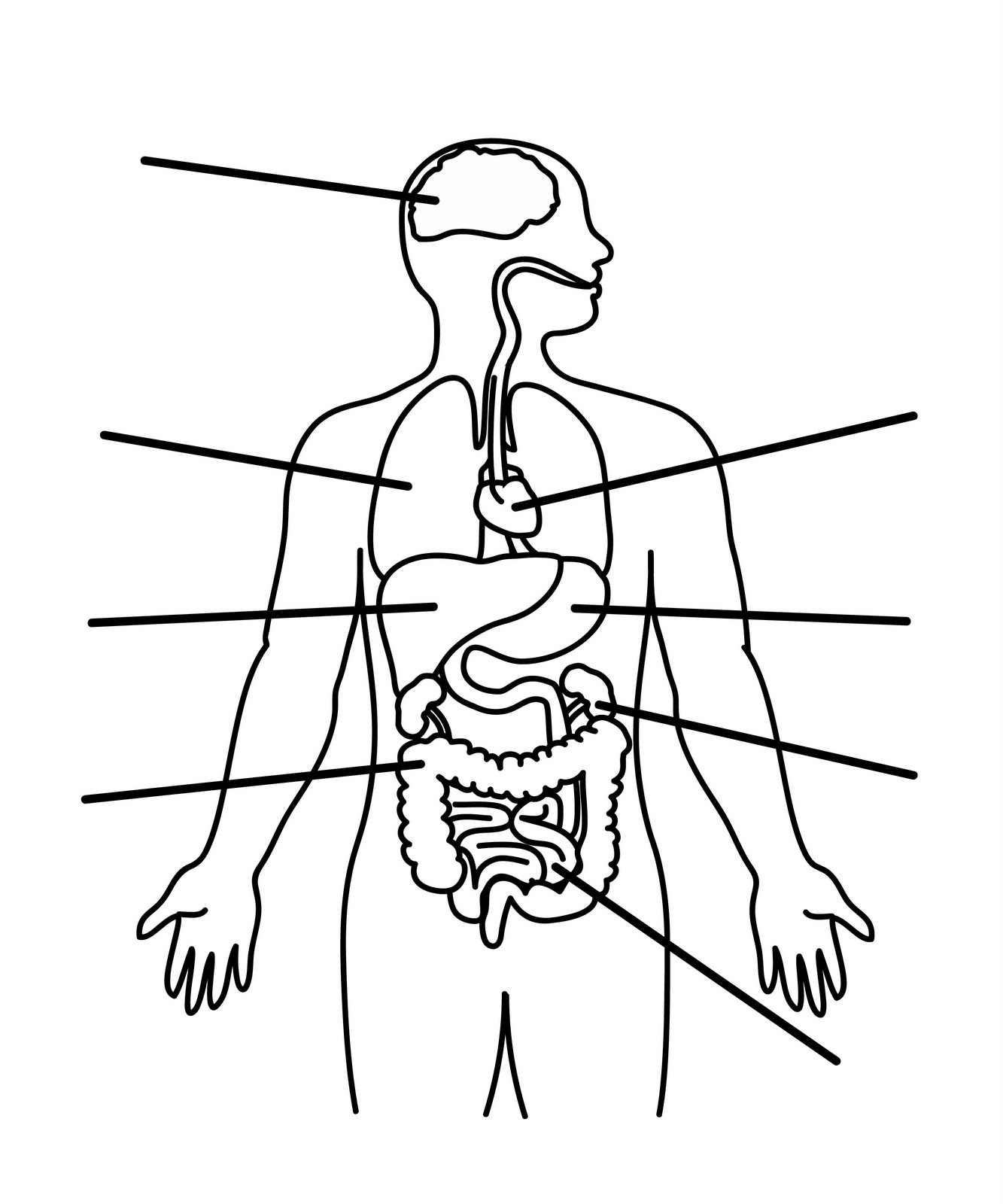 Human Skeletal Structure Diagram - Anatomy Chart Body