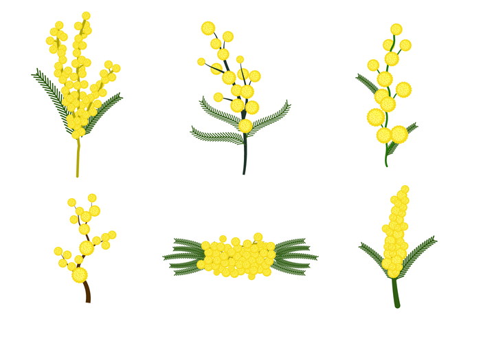 Free Mimosa Flower Vector - Download Free Vector Art, Stock ...