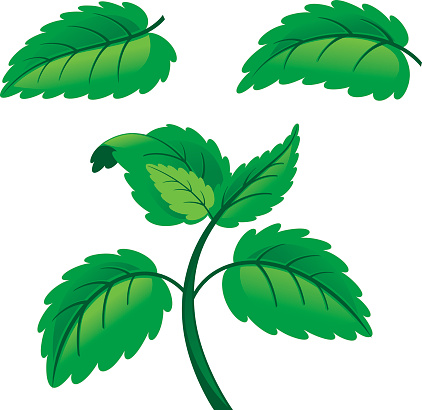 Mint Leaf Culinary Clip Art, Vector Images & Illustrations