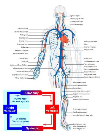 human body anatomy map