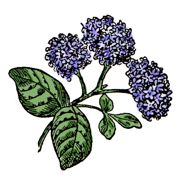 Hydrangea Clipart | Free Download Clip Art | Free Clip Art | on ...