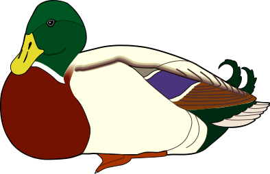 Mallard duck clip art
