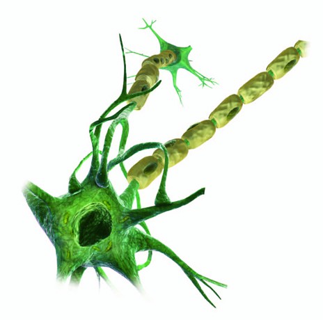 Neuron Picture - ClipArt Best