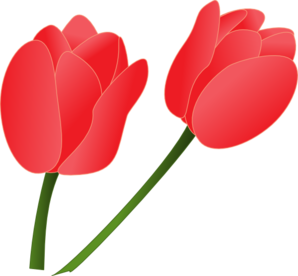 Red Tulip clip art - vector clip art online, royalty free & public ...
