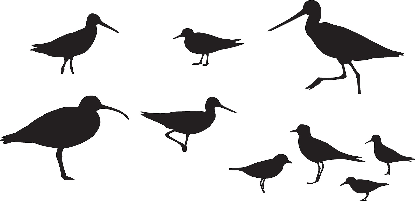 Nutty Birder: Shorebird Identification: Silhouettes