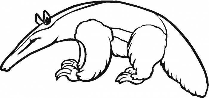 Anteater Drawing ClipArt Best