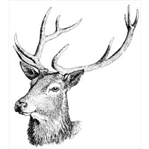 Free Red-deer-head Clipart - Free Clipart Graphics, Images a ...