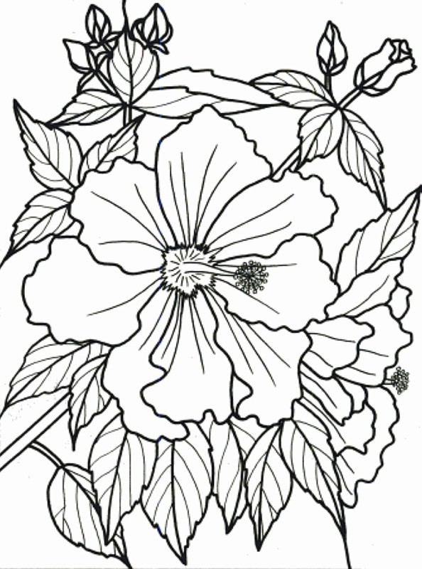 tropical plants Colouring Pages (page 2)