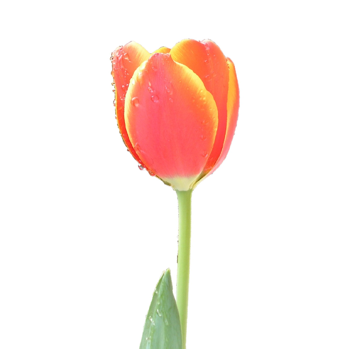 File:Tulip single upright.PNG