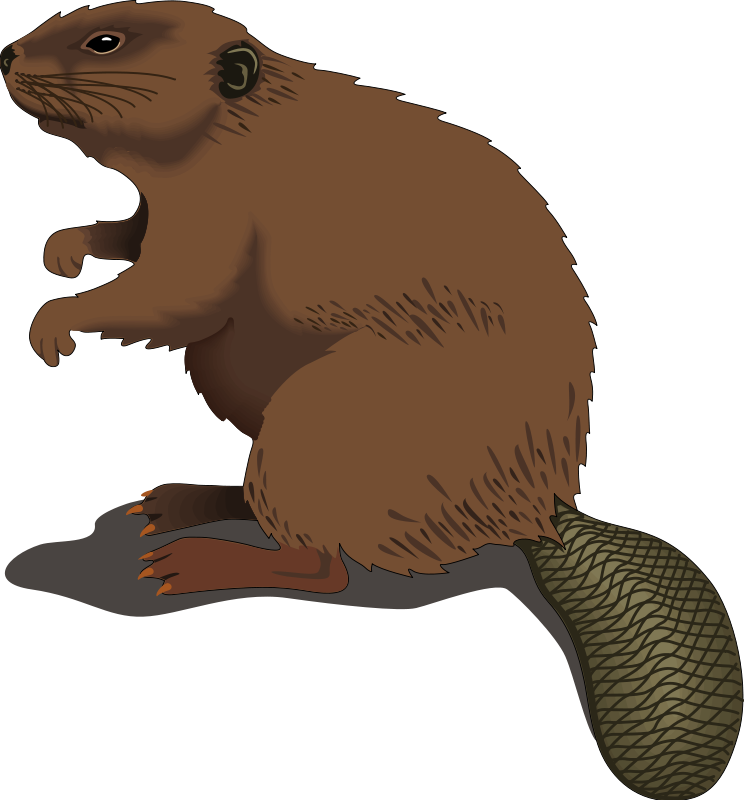 Beaver Clip Art