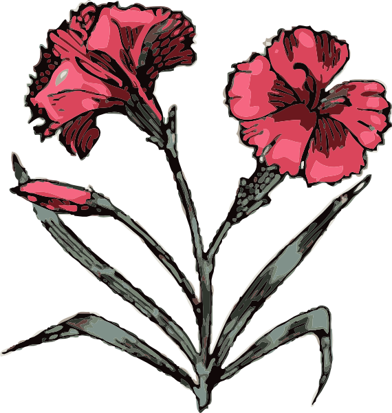 Carnation Clip Art - vector clip art online, royalty ...