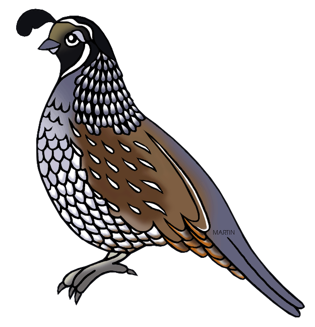 Animated Quail Clipart Best