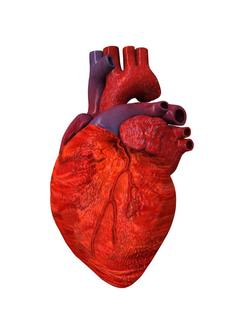 Smooth, Skeletal, and Cardiac Muscles | CK-12 Foundation