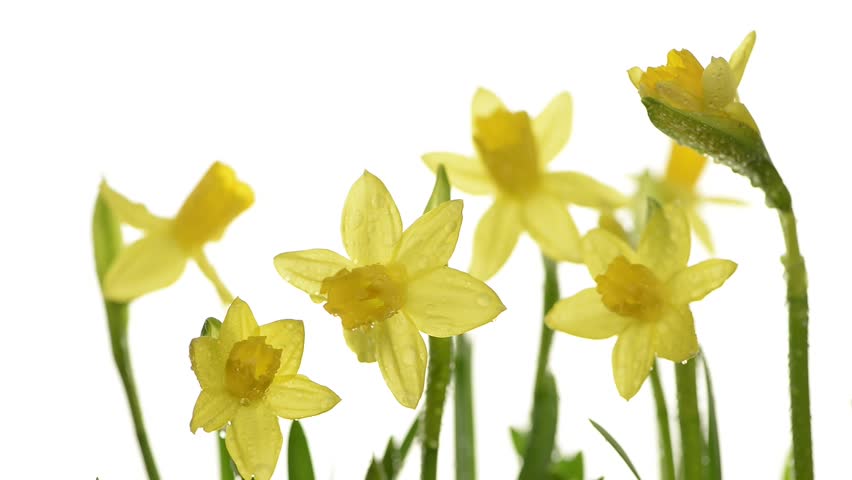 Animated Flower Being Drawn On An Interactive Whiteboard. Stock ...