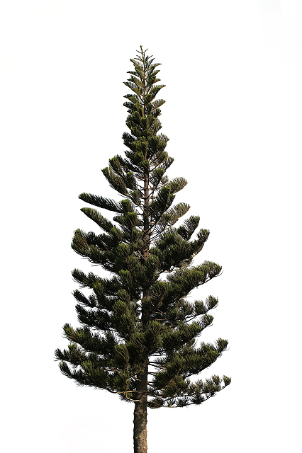 Fresh pine trees isolated on white background public domain free ...