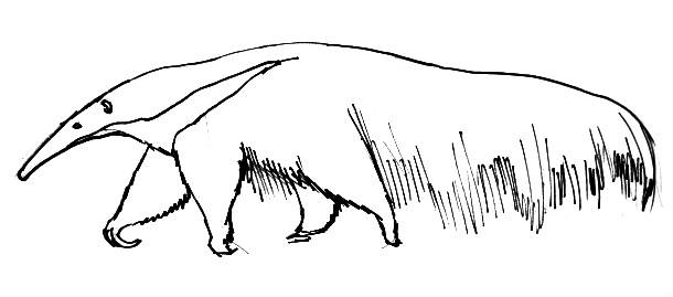 How to draw an anteater
