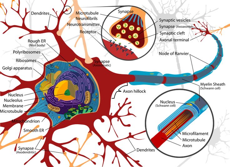 Human Brain Diagram | The Human ...