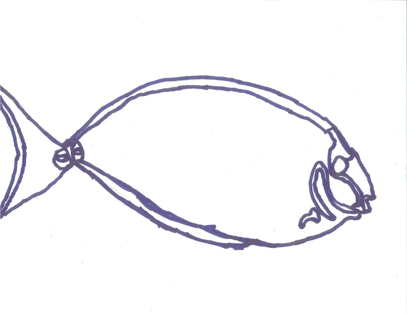 Fish Line Drawings | 6th Grade Art