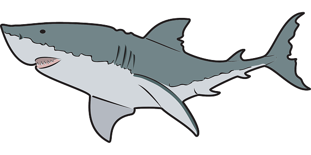 Best Shark Clip Art #9203 - Clipartion.com
