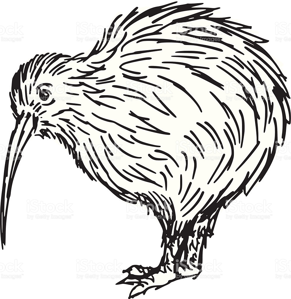 Kiwi Bird Drawing - ClipArt Best