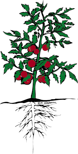 Parts of a tomato plant clipart