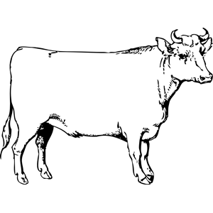 Ox Clipart