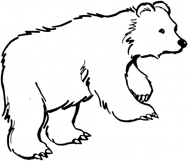 bear coloring sheet 2014