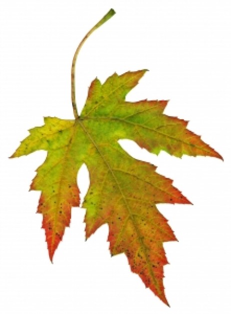 Fall leaf vector | Download free Photos