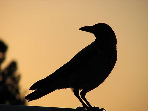 Pictures of Crows -- Animal Photos!