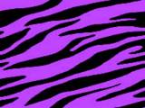 Purple Zebra Backgrounds - Twitter & Myspace Backgrounds