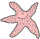 Starfish Graphic Animated Gif - Graphics starfish 555700