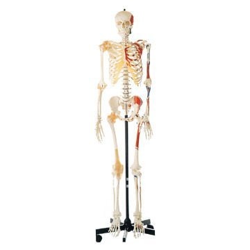 Human Skeleton Model Promotion-Shop for Promotional Human Skeleton ...