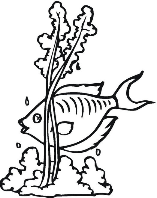 Seaweed Coloring Pages - ClipArt Best