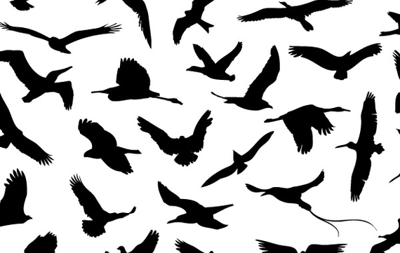 30 Different Flying Birds Vector Open Stock Graphics Clipart ...