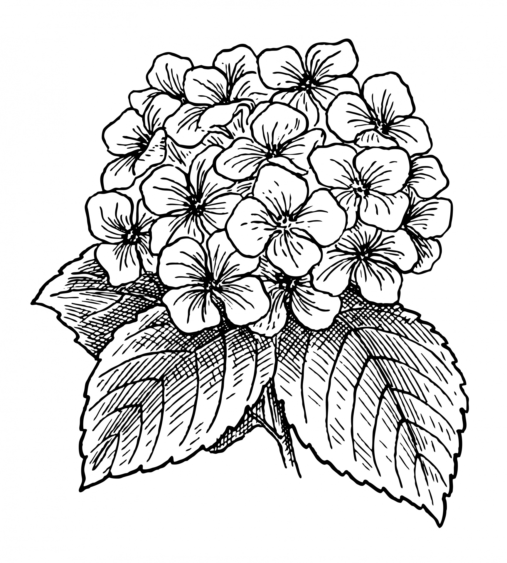 Hydrangea clipart black and white