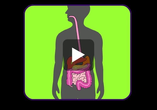 digestive system | Rojo5th