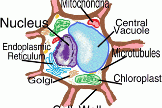 Diagram Of A Cell For Kids : 5 Plant Cell Activities For Kids ...