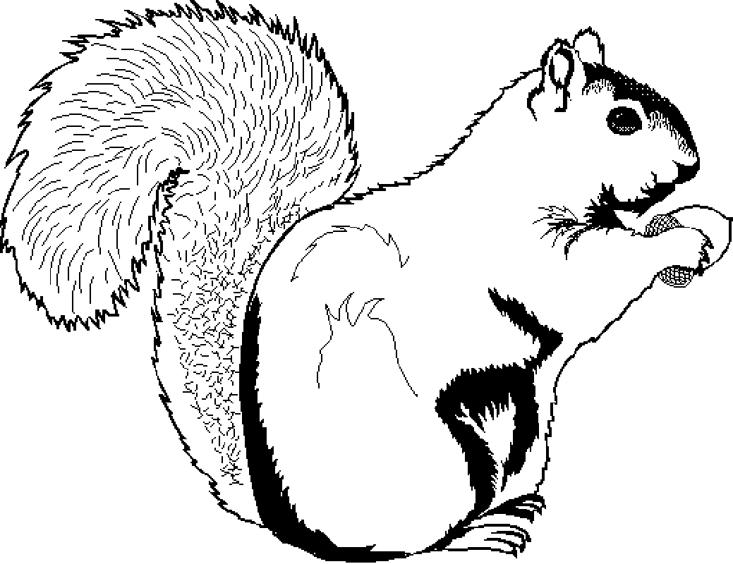 squirrel eating acorn drawing
