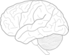 Human Brain Sketch With Eyes And Cerebrellum clip art - vector ...