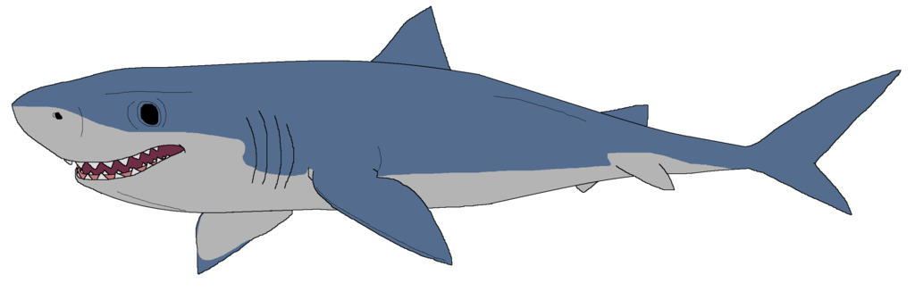 Great White Shark Drawing - Free Clipart Images